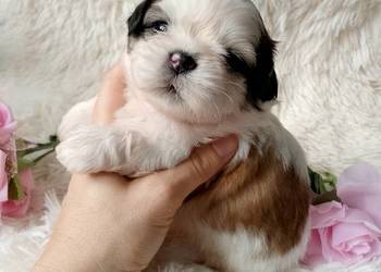 Piękna suczka Shih-Tzu tricolor