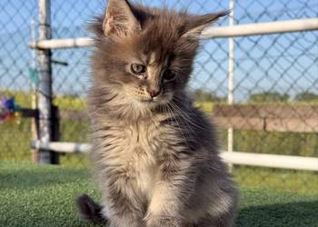Przepiękne kocięta Maine Coon z rodowodem FPL