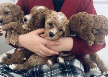 Urocze Maltipoo Urocze Maltipoo