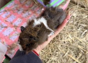 Samczyk świnki morskiej rozetka