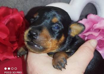 Szczenięta Pinczer Miniaturowy ZKWP fci