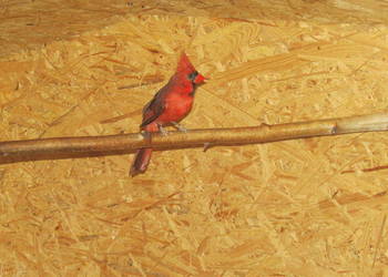 Kardynały szkarłatne (Cardinalis cardinalis)