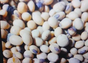 Sprzedam Grykę i soję zbiór 2025