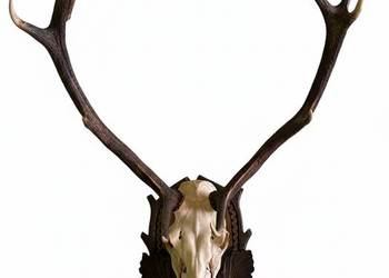 Ogromna Poroże jelenia z czaszka