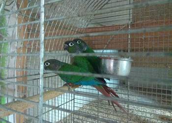 Rudosterka Zielonolica