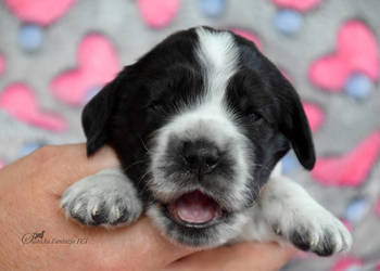 Cocker Spaniel Angielski - szczenięta