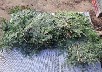 Gałęzie jodły  pospolita ,kaukaska