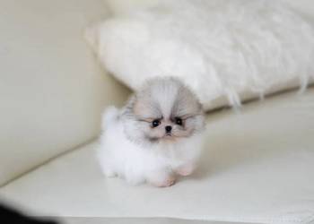 Biały Pomeranian Szczeniak