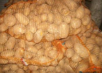 Ziemniaki odpadowe paszowe