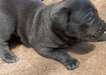 Sprzedam szczeniaki rasy Cane Corso