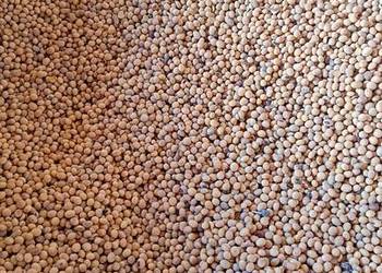 Soja Magnolia i Amiata