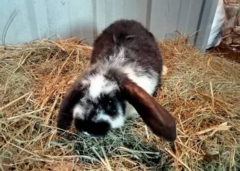 Sprzedam króliki w różnym wieku