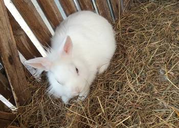 Sprzedam króliki samce miniaturki