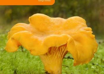 Grzybnia Kurka Pieprznik Jadalny 10 g MYCELIUM