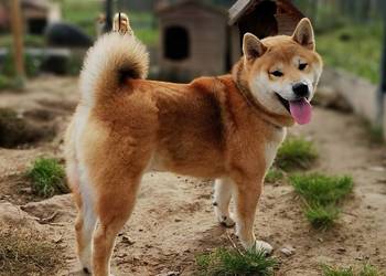 Shiba - trzy pieski i suczka, wszystkie czerwone