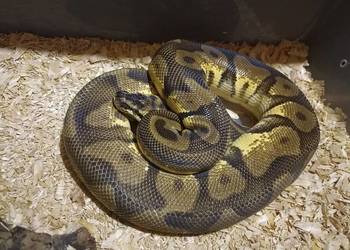 Samiec leopard pastel enchi yellow belly