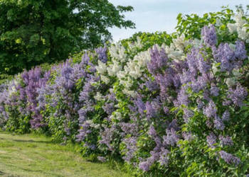 LILAK POSPOLITY Syringa vulgaris NASIONA 1600 sztuk - 10g.