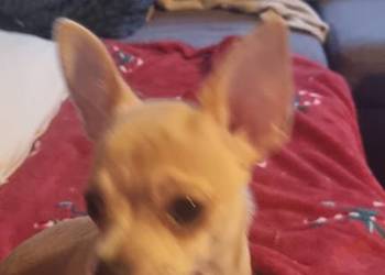 Chihuahua piękna dziewczynka