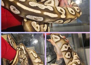 Pyton królewski samica mojava Orange dream