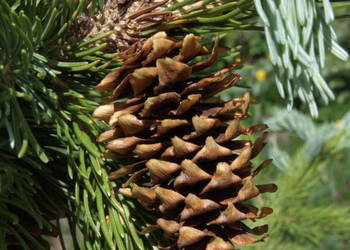 ŚWIERK ENGELMANNA Picea engelmannii NASIONA 15000 sztuk - 10g.