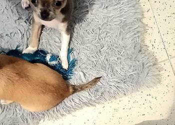 Chihuahua  Maleńka  Blue Dziewczynka z Rodowodem