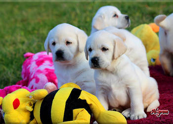Labrador żółte/biszkoptowe szczenięta ZKWP/ FCI