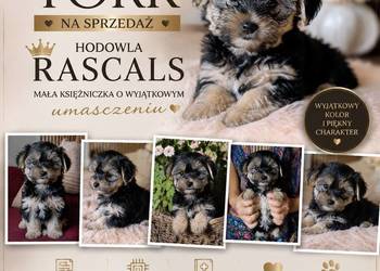 Sunia york srebrna piękne umaszczenie już do odbioru
