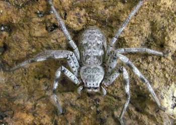 Pająk Holconia murrayensis L4