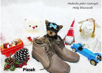 Mini XS !! Malutki Piesek Yorkshire Terrier Do REZERWACJI !!