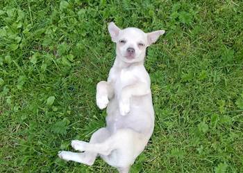 Chihuahua dziewczynka