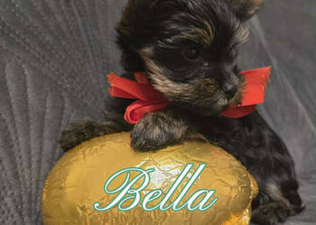 YorkShire Terier - piękne szczenięta