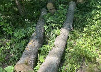 Drewno jesionowe około 1,5m3