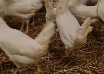 Kury nioski leghorn , Lohman