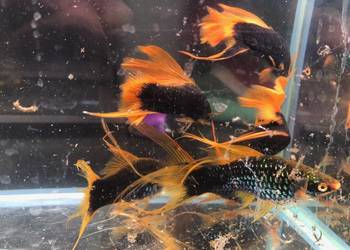 Mieczyk Hamburg Lira, Delta XXL, 10 - 12 cm