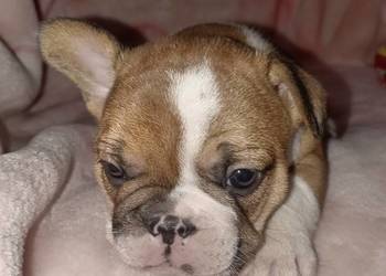 Buldog francuski szcenieta
