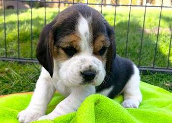 POLECAM Szczeniaka Beagla - możliwość rezerwacji