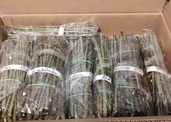 Wierzby pyłkodajne, pszczelarskie, wierzba, sztobry pszczoły