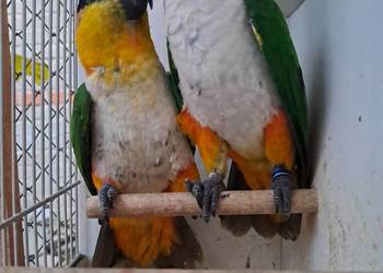 Barwinki czarnogłowe