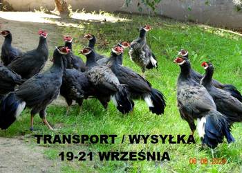 Sprzedam Bażanty Uszaki Siwe (Bażant) z 2025 - Samce i Samice