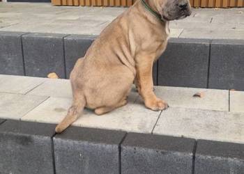 Cane Corso rodowodowe