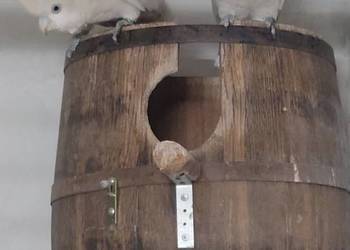 Kakadu salomońskie samiec dorosły