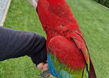 Ara chloroptera samica 6 miesiecy