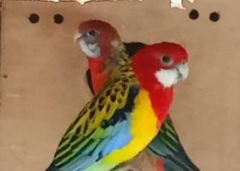 Rozelle para lęgowa