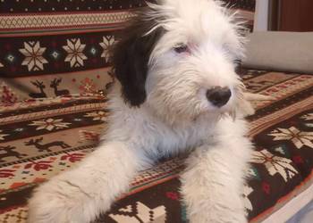 Owczarek staroangielski - BOBTAIL