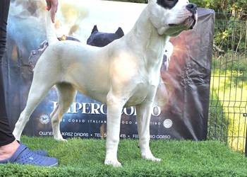 Suczki Dog Argentyński ZKwP (FCI) - 6 miesięcy.