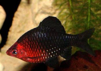Brzanka purpurowa - Pethia nigrofasciata - Barbus - WYSYŁKA