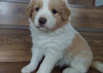 Border collie szczenięta ee-red po przebadanych rodzicach