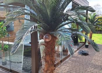 Palma Cykas Sagowiec 2,3m mrozoodporna palma idealna na zewnątrz