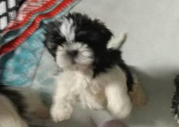 Shih tzu szczeniaczki