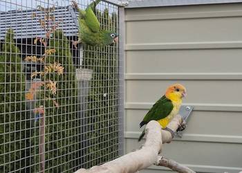 Barwinka białobrzucha samica